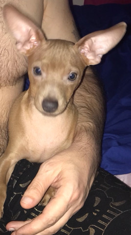 Chihuahua – chihuahua pups