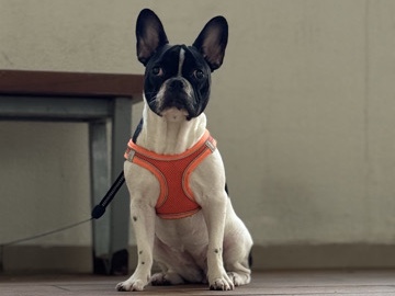 Image of French Bulldog