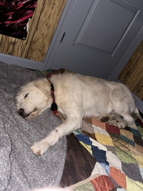 Poodle – White Labradoodle