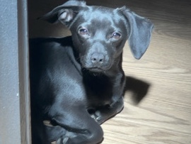 Chihuahua – Jess-Chuweenie – Philadelphia