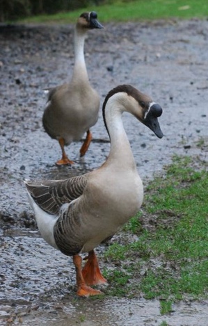 Any – Male and Female Adult Geese