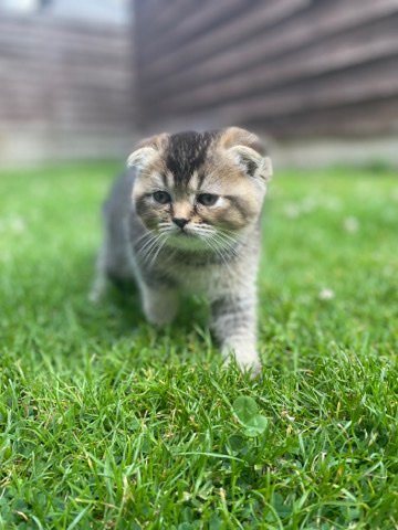 Scottish Fold – Amaizing kittens ready tonew home