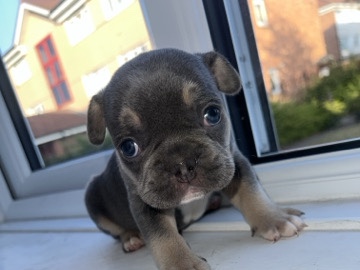 French Bulldog – 2 French bulldogs – Birmingham