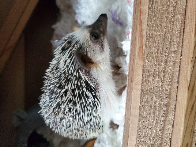 African Pygmy Hedgehog Male