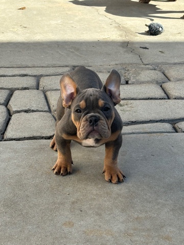 Micro American Bully