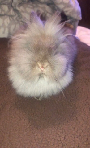Lionhead – Lionhead bunny
