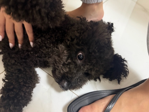 Poodle – Poodle for rehoming – Hialeah Gardens