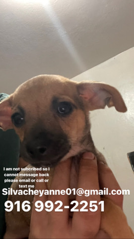 Chihuahua – beautiful chuihuahua runt please help rehome soon