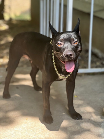 American Staffordshire Terrier – Dog (Nior)