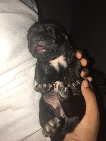 American Pit Bull Terrier – It a boy