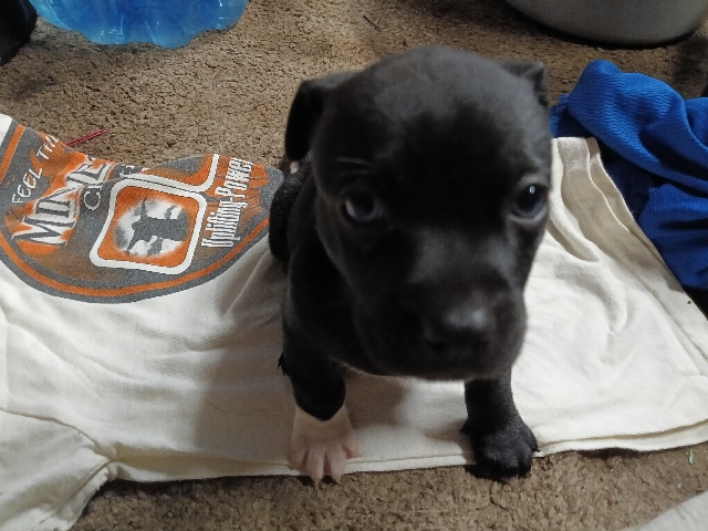 not Vaccinated nor fixed 