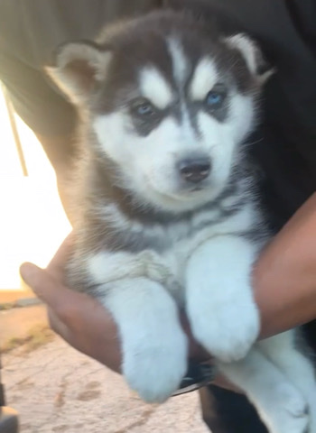 Siberian Husky – husky/German mix