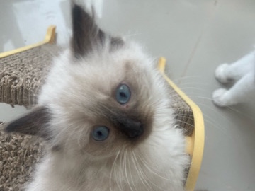 ragdoll mix