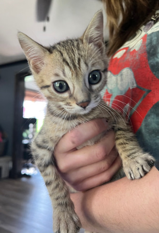 Bengal – kittens