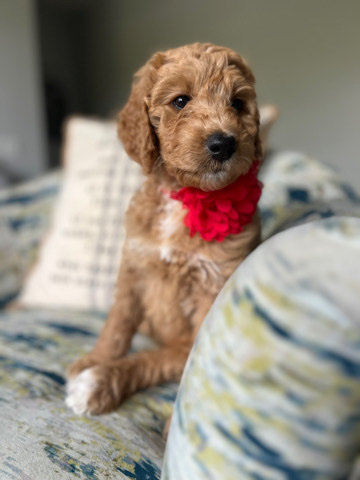 Golden Mountain Doodle Puppies