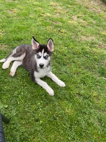 Siberian Husky – husky puppy for sale