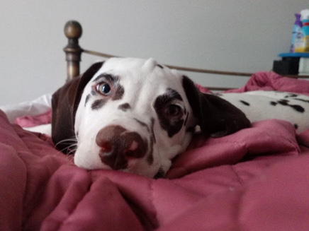 Dalmatian – dalmation – Richmond