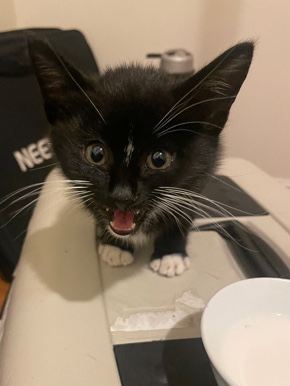 kitten for sale