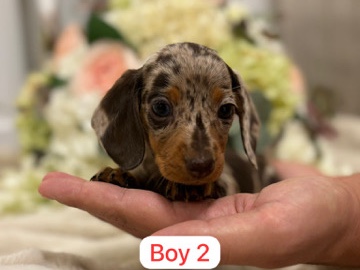 Dachshund – stunning dapple miniature dachshunds
