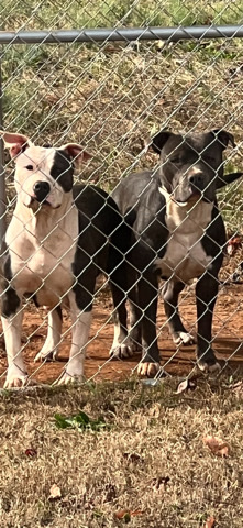 American Pit Bull Terrier – beautiful American bully American staffordshire terroirs