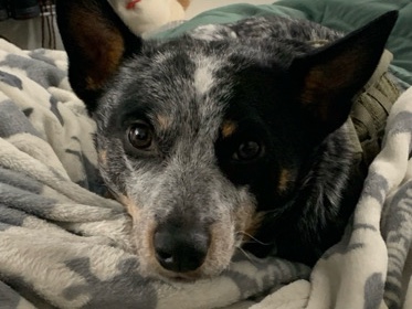 Australian Cattle Dog – Australian Cattle Dog – Virginia Beach