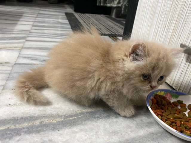 Persian (Modern) – Persian Cat