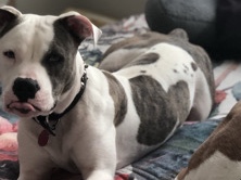 male pitbull/amstaff mix