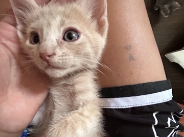 5 KITTENS – Forest Park