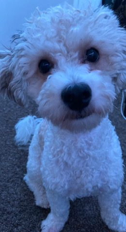 Poodle – mylo 8 months