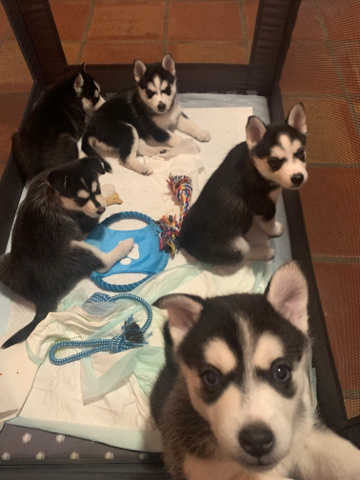 Siberian Husky – Pomsky Puppies