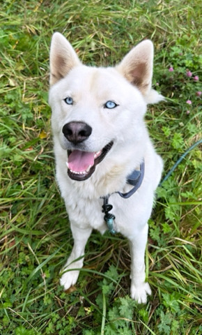 Siberian Husky – Sweet German Shepard/Husky mix in need of new home