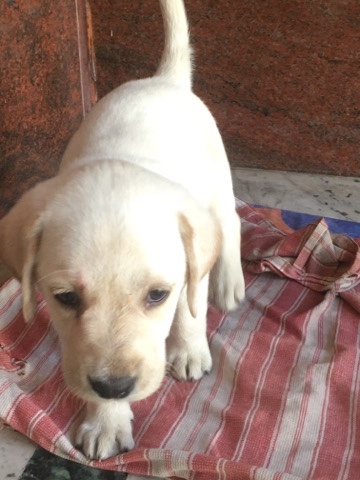 Labrador Retriever – selling lab puppy