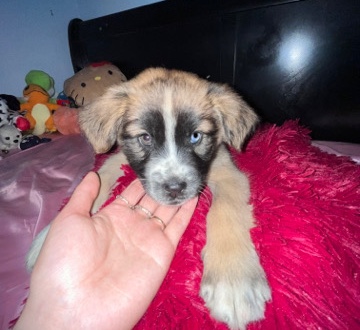 Alaskan Malamute – alaskan malamute mix