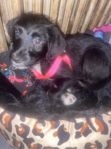 Poodle – selling /rehoming