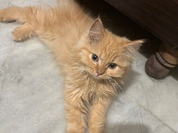 Persian (Modern) – persian kitten ginger female – New Delhi