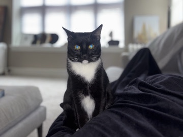 American Shorthair – tuxedo cat male fixed – Wilmington