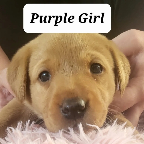 Labrador Retriever – KC registered working red fox labrador puppies