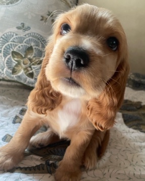 English Cocker Spaniel – cocker spaniel puppy