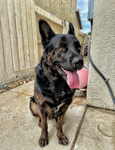 German Shepherd – Rico German Shepard