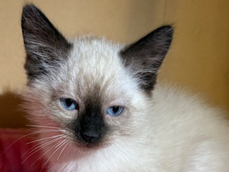 Siamese – Siamese kitten – Saint Charles