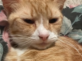 American Shorthair – Friendly 2-Year-Old American Shorthair Cat – Birmingham – Birmingham