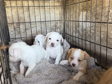 Fox Terrier (Smooth) – puppies for sale – Baytown