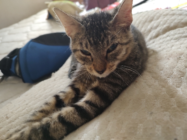 needs good home