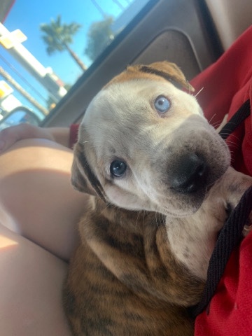 American Pit Bull Terrier – needs a home asap