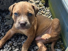 Cane Corso – cane corso puppies – Ethel