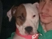 Puppy
