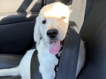 Golden Retriever – golden retriever puppy purebred – Fresno