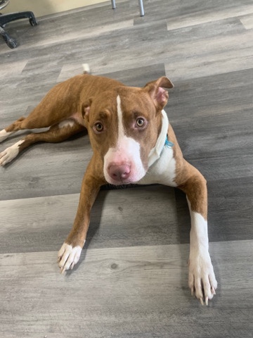 American Pit Bull Terrier – Red Nose Pitbull American Terrier