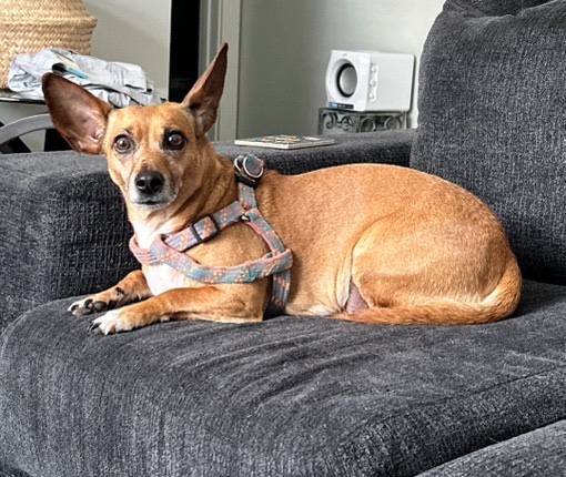 Chihuahua – Sweet Little Chiweenie Girl