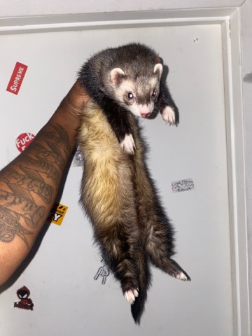 ferret – Ferret